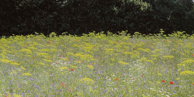 Die Idee bei Nützlingsstreifen ist es, die Lücke im Nahrungs-angebot für Insekten im Sommer zu schliessen.