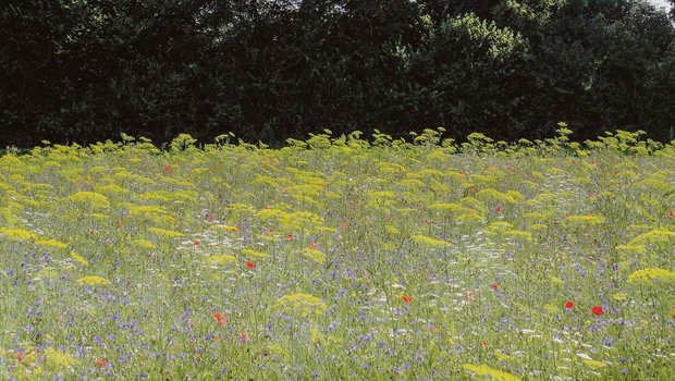 Die Idee bei Nützlingsstreifen ist es, die Lücke im Nahrungs-angebot für Insekten im Sommer zu schliessen.