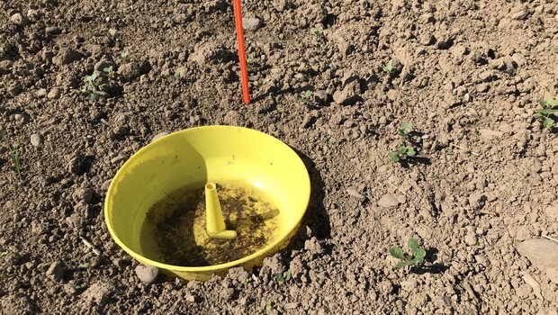 Nach der Saat werden Gelbfallen zur Hälfte eingegraben und mit Wasser und etwas Seife gefüllt, um den Einflug des Erdflohs zu überwachen. (Bild BauZ)