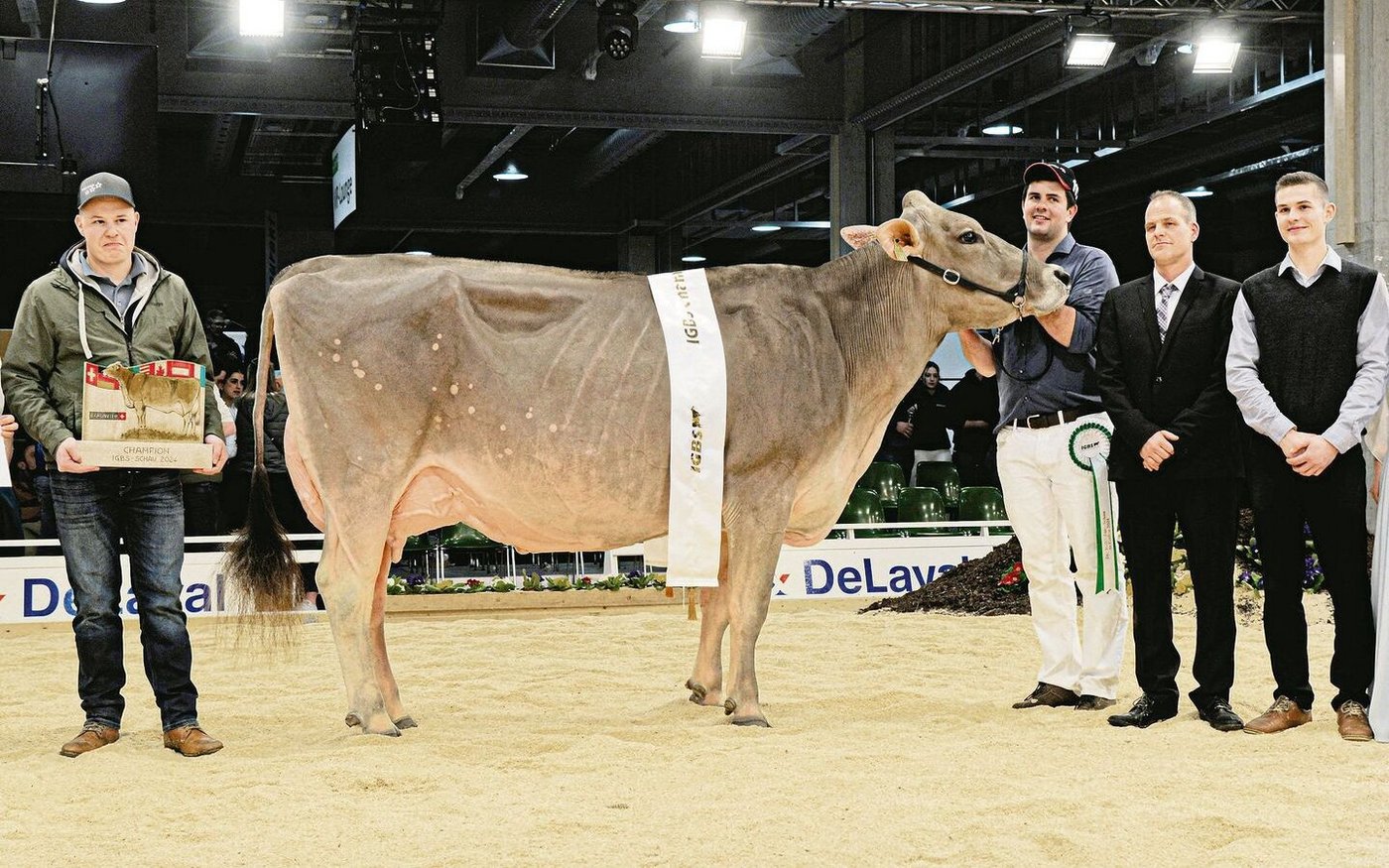Die elegante Franzen BS Salomon Sina von Franz und Pascal Felder und Koni Pfulg, Marbach LU, wurde IGBS-Grand-Champion 2024.