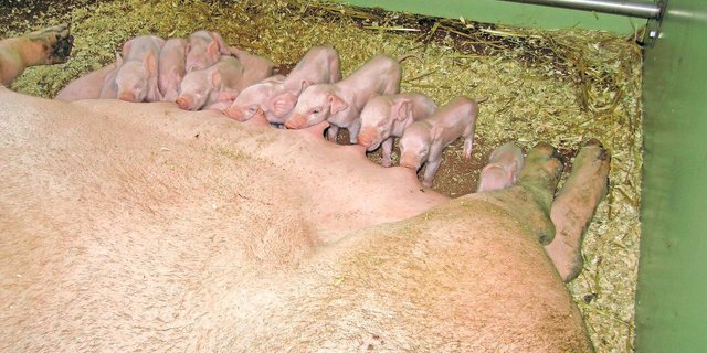 Man sollte nicht nur bei Behandlungen Zeit mit den Tieren  verbringen, da die Gefahr besteht, dass Tiere ihren Betreuer oder die Betreuerin automatisch mit Schmerzen in Verbindung bringen.