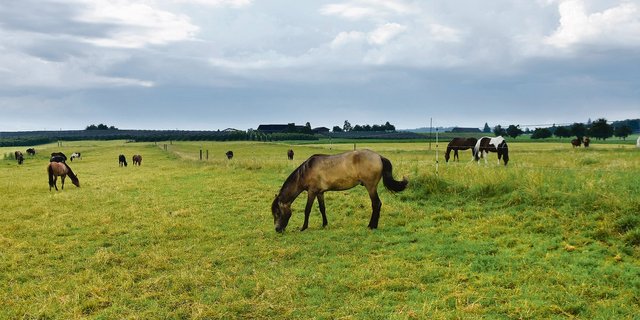 Da gibt es viel Auslauf: Blick auf eine Koppel der «Swiss Paso Fino Farm» im thurgauischen Schocherswil.(Bilder Urs Oksar Keller)