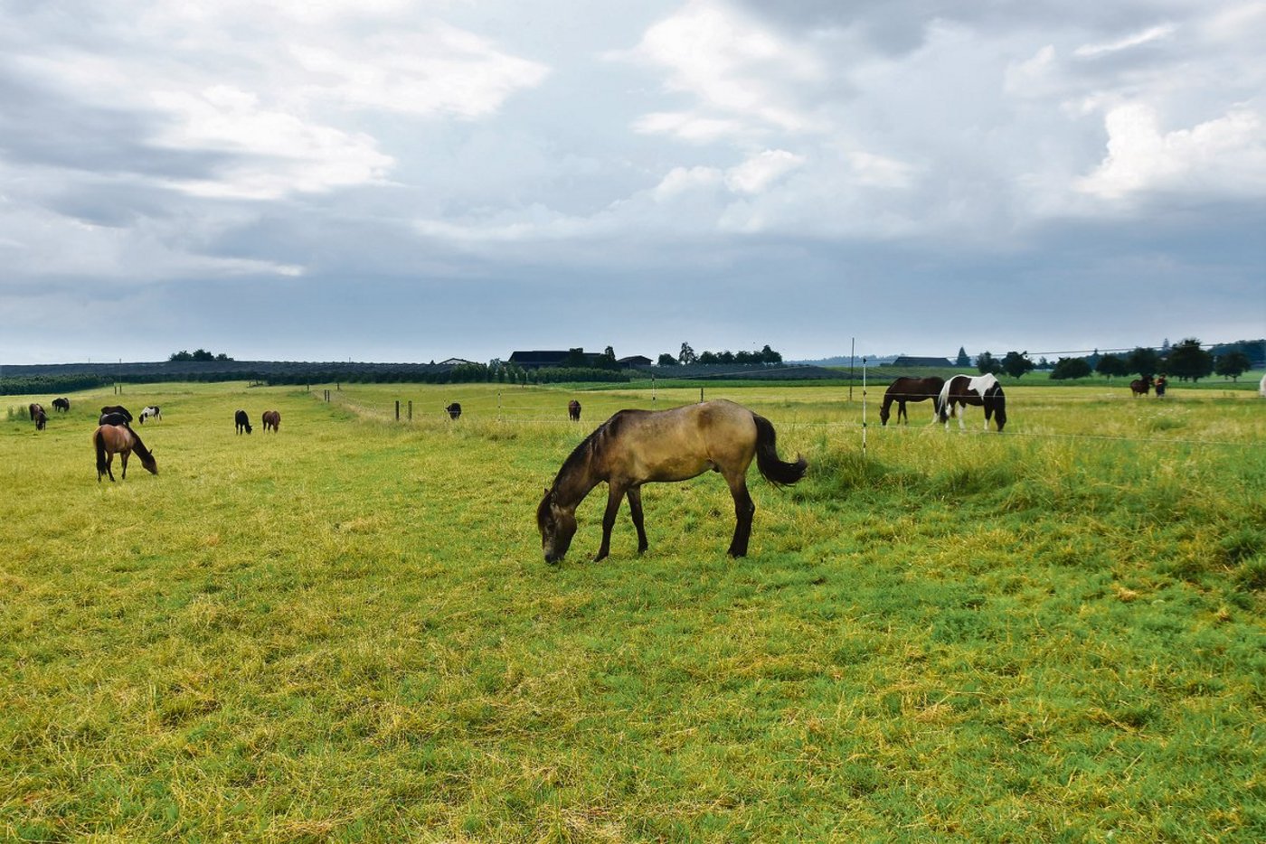 Da gibt es viel Auslauf: Blick auf eine Koppel der «Swiss Paso Fino Farm» im thurgauischen Schocherswil.(Bilder Urs Oksar Keller)