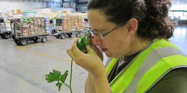 Mitarbeitende des ESPD kontrollieren Ware am Zoll, um die Einschleppung gefährlicher gebietsfremder Organismen zu verhindern. (Bild Agroscope)