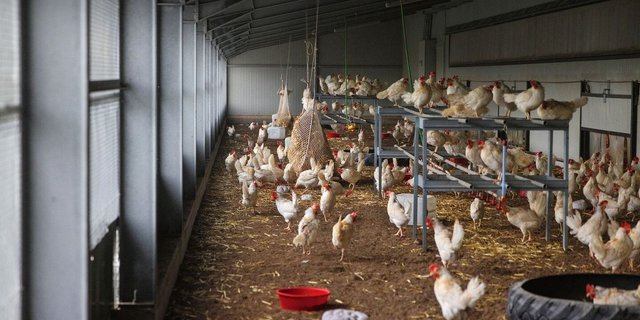 Weisse Legehennen halten sich im Aussenklimabereich ihres Stalls auf. Sie scharren am Boden oder sitzen auf den Sitzstangen.