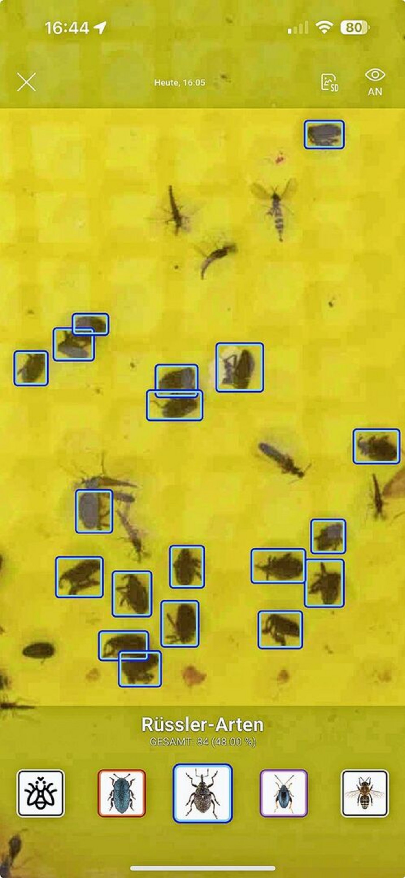 Auch die Stängelrüssler-Arten werden von der Falle erfasst.  