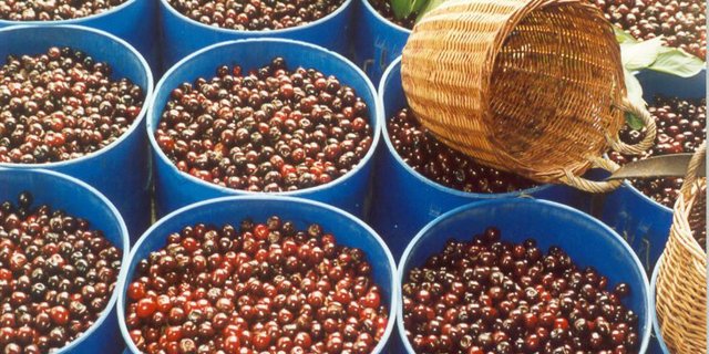 Die Brennereien freuten sich über die tolle Ernte in diesem Jahr. (Bild lid)