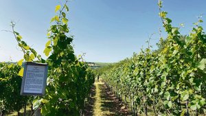 Blick in die Rebenan Blick in die Rebenanlagen der Forschungsanstalt Geilweilerhof, wo pilzresistente Sorten gezüchtet werden. Es ist aber nicht einfach, die Produzenten und Konsumenten an neue Traubensorten zu gewöhnen.