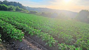 Die Kartoffelkulturen stehen heuer schön da. Die Branche erwartet nach mageren Jahren endlich wieder eine gute Ernte.