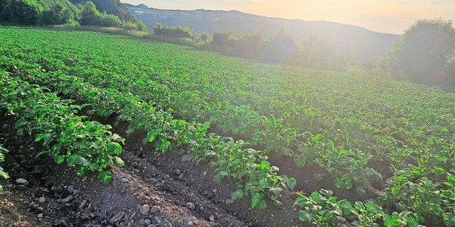 Die Kartoffelkulturen stehen heuer schön da. Die Branche erwartet nach mageren Jahren endlich wieder eine gute Ernte.
