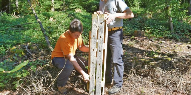 Zum Schutz vor Wildverbiss: Der Revierförster Paul Koch (rechts) und der lernende Forstwart Brendan Hafen montieren einen Baumschutz aus Käferholz. (Bild Thomas Güntert)