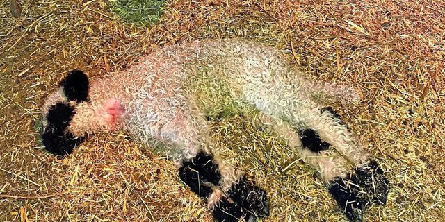 Dieses Neugeborene litt an einem schweren NANS. Es konnte mit einer intensiven Therapie gerettet werden. 