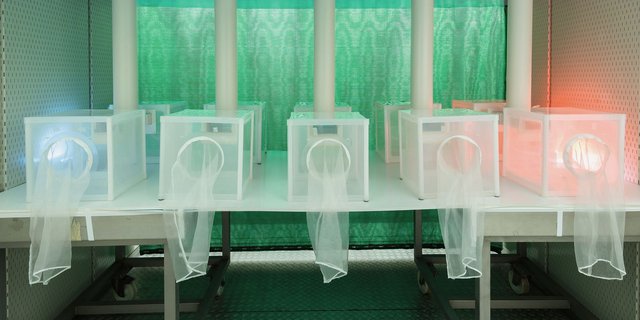 In einer Klimakammer wird das Verhalten der Kirschessigfliege auf dieVerwirrung durch Duftstoffe getestet. Bild: Adobe Stock