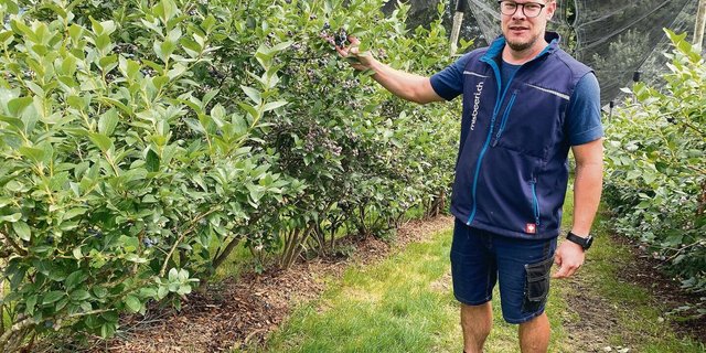 Stefan Huber bei den erntereifen Heubeeren, bewässert auf Rindenschnitzeln und überdacht mit Hagelschutznetz. 