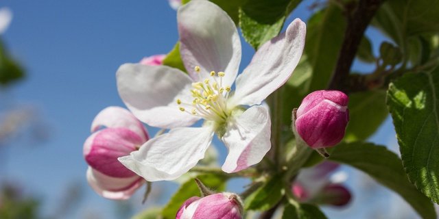 Die Blüten von Obstbäumen können bei tiefen Temperaturen erfrieren. Aber auch andere Faktoren bestimmen die Fruchtbildung und -entwicklung mit. (Bild kfuhlert / Pixabay)