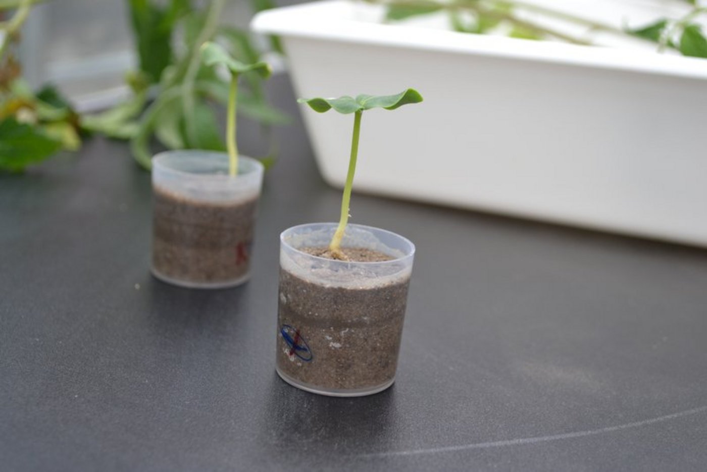 Angesichts der vielen Herausforderungen für die Zukunft sieht das Parlament mehr Geld für die landwirtschaftliche Forschung durchaus gerechtfertigt. (Bild jsc)