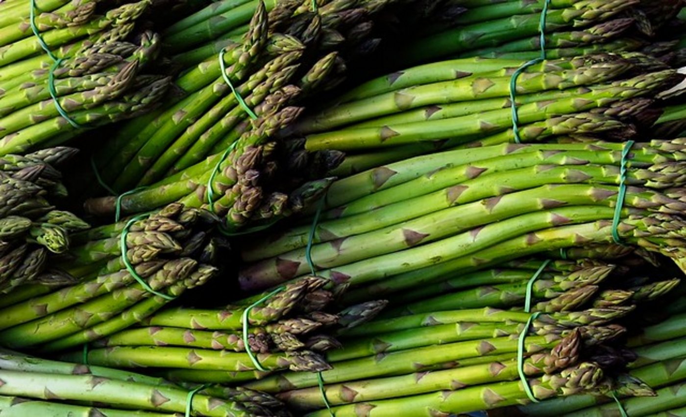 Längst nicht alle Spargeln schaffen es vom Feld auf den Teller. (Bild zVg)