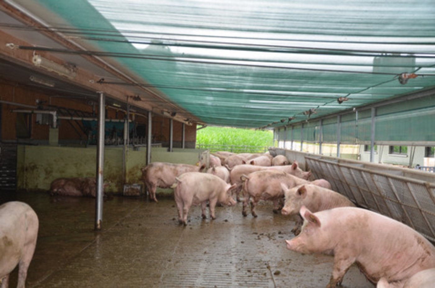 Auch 2019 mussten im Sommer die Tiere vor der Hitze geschützt werden. Allerdings war dieser Sommer im Durchschnitt weniger heiss als 2018. (Bild BauZ)