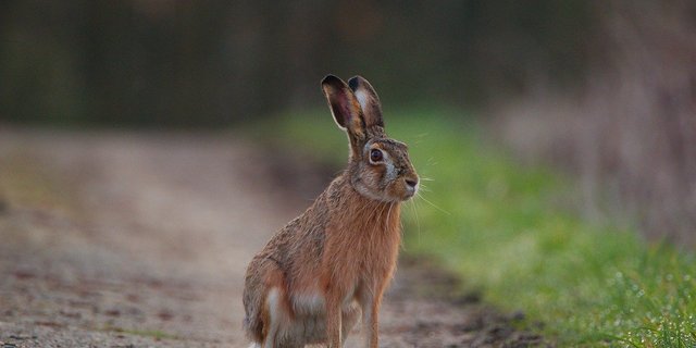In den meisten Mittellandkantonen seien Feldhasen und andere seltene Wildtiere nicht auf der Liste der jagdbaren Arten, schreibt die Revierjagd Solothurn. (Bild Pixabay)