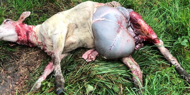 Im Gebiet zwischen Bern und Thun riss ein Wolf mehrere Schafe. (Bild Fritz Streit)