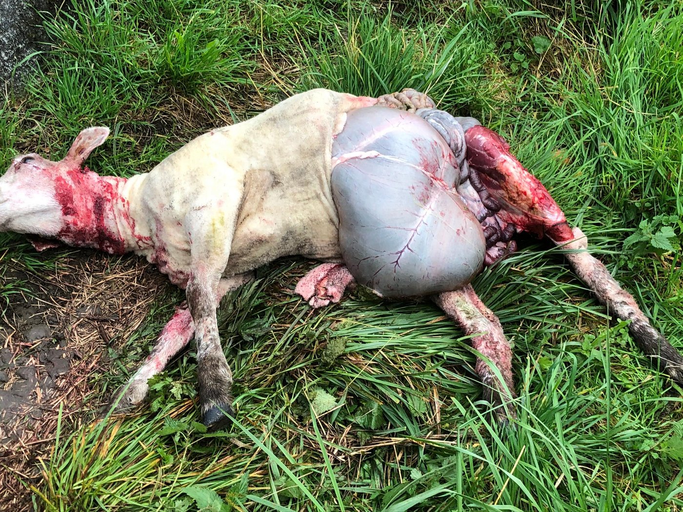 Im Gebiet zwischen Bern und Thun riss ein Wolf mehrere Schafe. (Bild Fritz Streit)