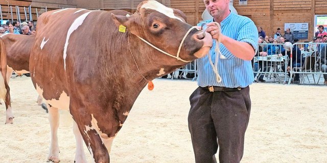 Bei den Swiss Fleckvieh holte sich Alpkuh Tom Anjo von Bruno und Sandra Beyeler aus Plaffeien den Titel.