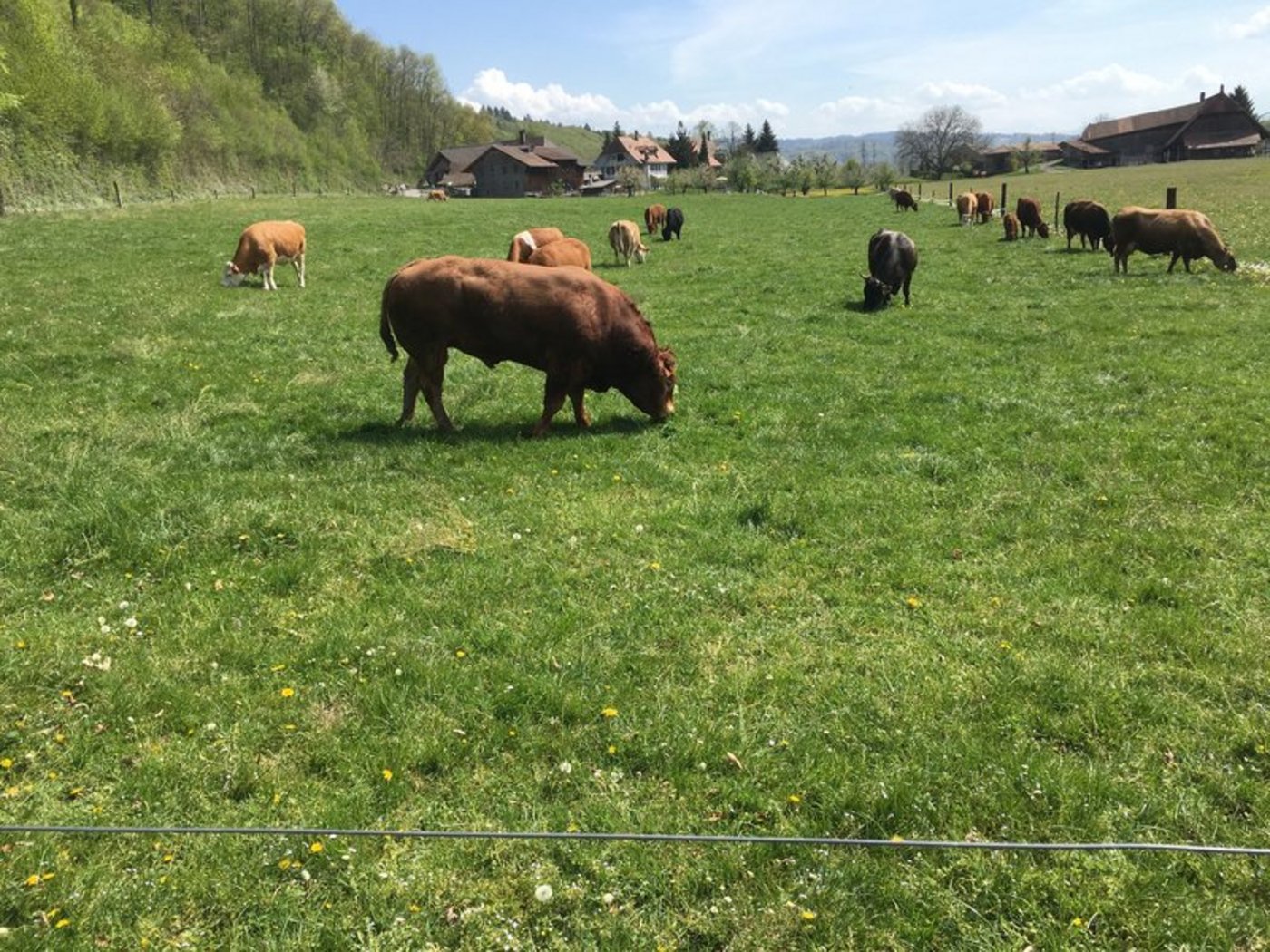 Die genomische Selektion ist nicht nur für Stiere ein Thema, sondern auch für weibliche Tiere. (Symbolbild jsc)