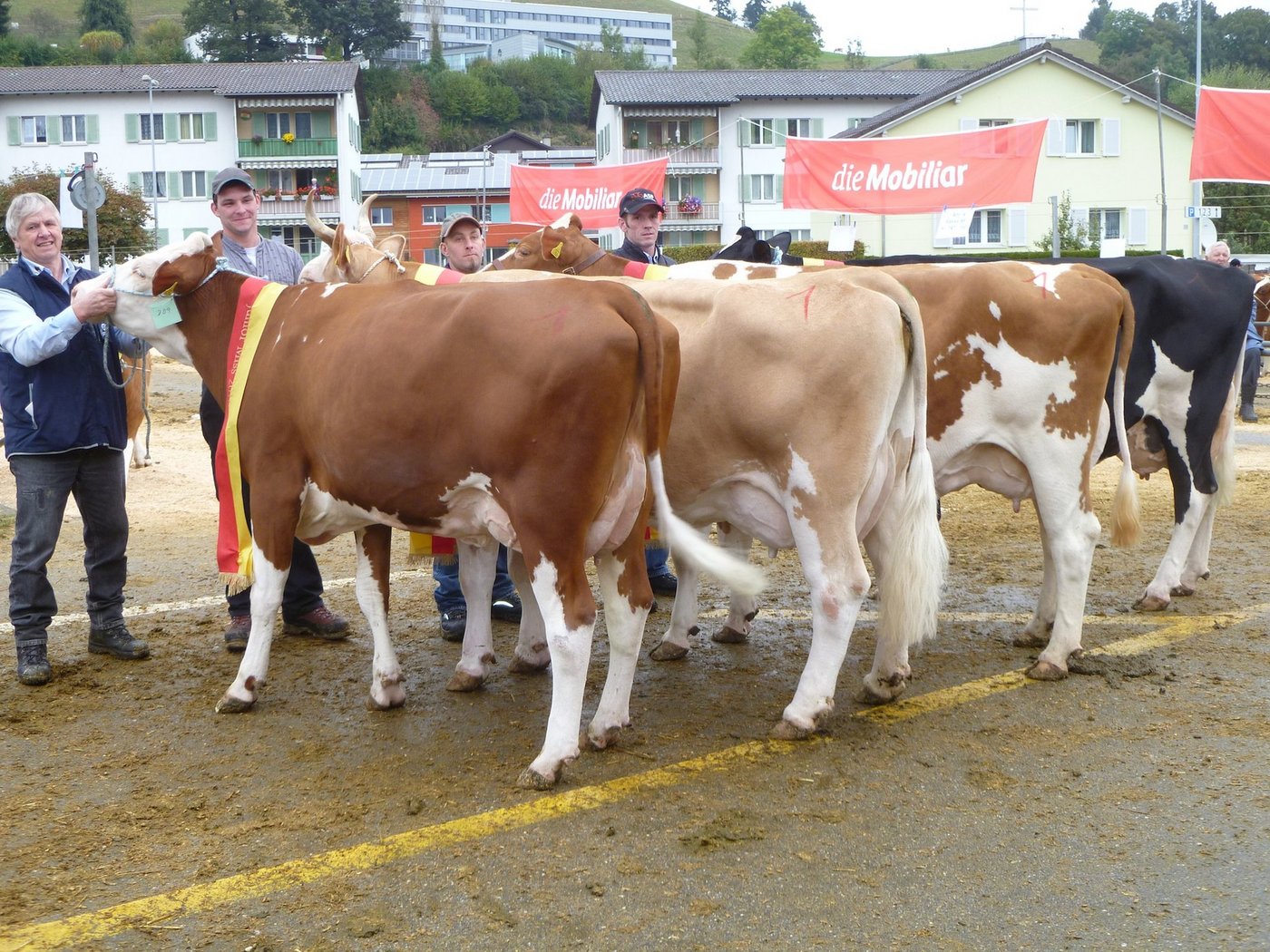 (V. l. n. r.): Die Junior Miss sowie die Rassensiegerinnen Simmental, Swiss Fleckvieh und Red Holstein/Holstein. (Bild Philipp Meier)