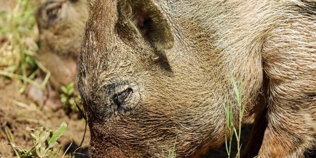 Das Wildschwein ist nicht geschützt - aber verhältnismässig schwer zu jagen. (pd) Download image