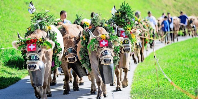 Prächtig geschmückt führen diese erfahrenen Original-Braunvieh-Kühe die Alpabfahrt an. Sie haben manche Schau und manchen Alpabzug erlebt.