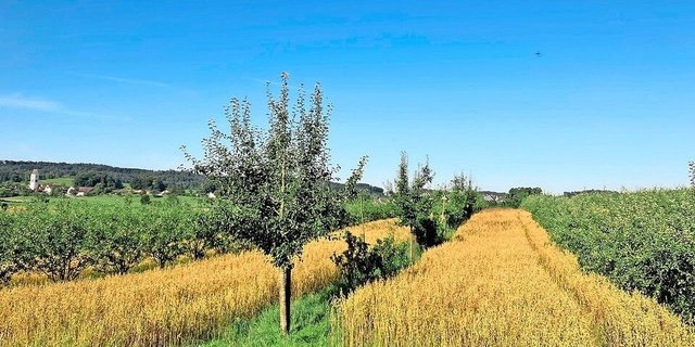 Neben den Fruchtbäumen wächst der Hafer. In diesem Agroforstsystem ist der Abstand zwischen den Gehölzen nah gewählt. Weite Abstände sind je nach Betriebsstrategie und Pflegeaufwand durchaus möglich.