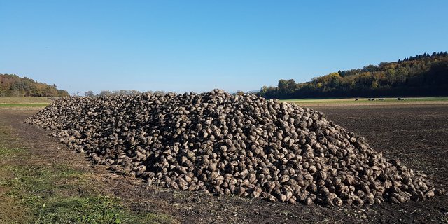 Die Kampagne läuft, doch der Preis- und Importdruck ist hoch. Zuckerrüben warten auf den Transport nach Aarberg im Oktober 2017.  (Bild ji)