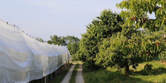 Obstanlagen kann man mit einem Netz einpacken, um die Kirschen vor Insekten zu schützen. Bei Hochstämmern geht das nicht. (Bild ji)