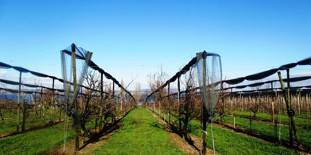 Mostindien: Der revidierte Richtplan des Kantons Thurgau stösst auf wenig Begeisterung. (Bild Pixabay)