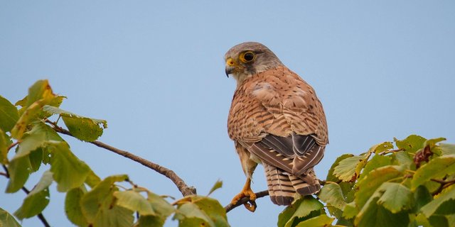 Turmfalken sind ein Beispiel dafür, dass landwirtschaftlicher Vogelschutz funktionieren kann. Seine Bestände haben sich in den letzten Jahren vergrössern können. (Bild Pixabay)