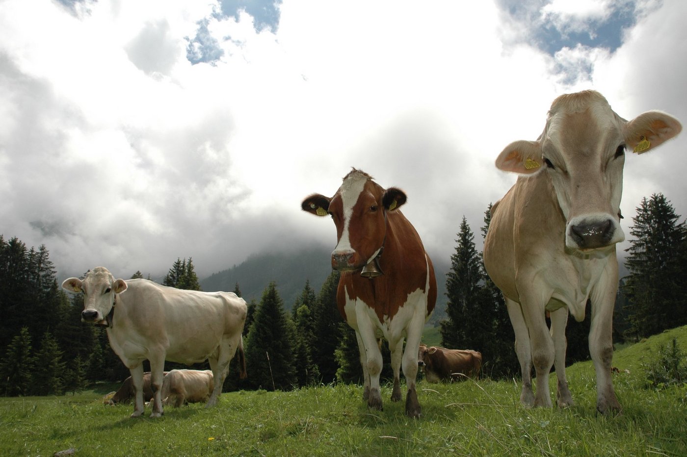 Die Senkung der Gewerbegrenze hat keinen Einfluss auf die Direktzahlungen, wo die Grenze bei 0,2 SAK liegt, oder auch auf Investitionshilfen, wo die Limiten bei 1.0 SAK liegen. (Symbolbild aem)