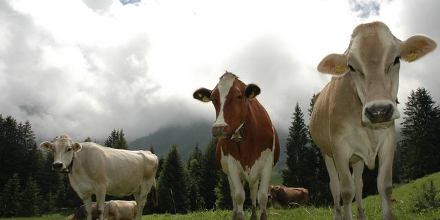 Die Senkung der Gewerbegrenze hat keinen Einfluss auf die Direktzahlungen, wo die Grenze bei 0,2 SAK liegt, oder auch auf Investitionshilfen, wo die Limiten bei 1.0 SAK liegen. (Symbolbild aem)