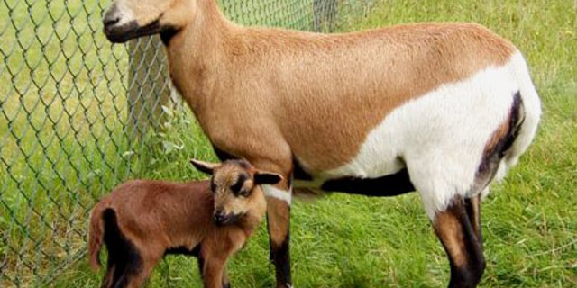 Kamerunschafe sind kleine, kurzschwänzige Hausschafe mit länglichem Kopf und kleinen Ohren. (Symbolbild Sinn)