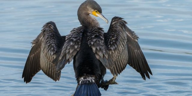 Kormoran breitet Flügel aus