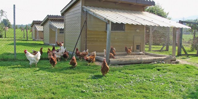 Auch in kleinen Hühnerhäusern muss ab Mitte/Ende Augustfür eine ausreichende Lichtdauer gesorgt werden. Bild: Aviforum