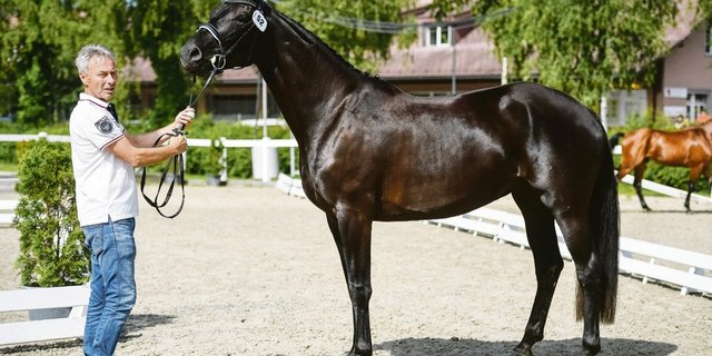 Fara CB, eine dreijährige Dressurstute, an der Hand von Züchter Christian Bürki. (Bilder Sacha Jacqueroud)