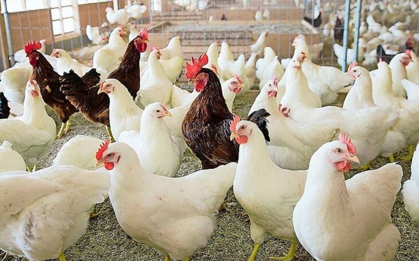 Ohne Elterntiere keine Bruteier: Mehrere Herden sorgen dafür, dass genügend Bruteier zur Kükenproduktion zur Verfügung stehen.