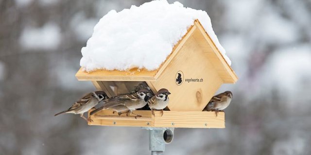 Hygiene beim Futterhaus ist wichtig, damit sich die Vögel nicht gegenseitig mit Krankheiten anstecken. (Bild Vogelwarte / Marcel Burkardt)