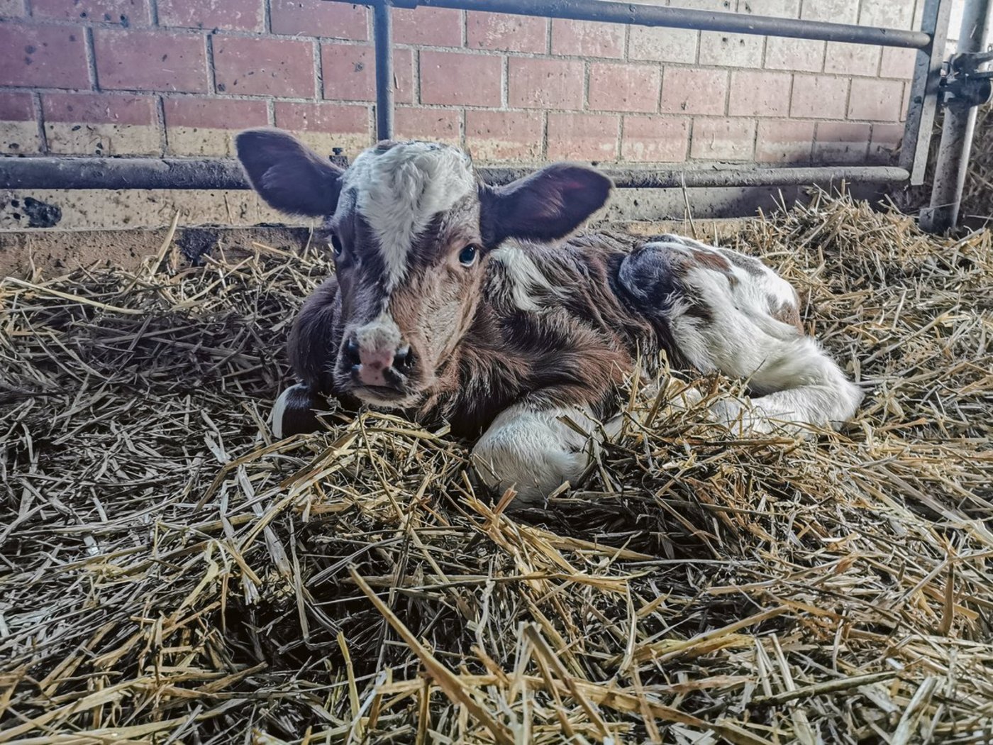 Baltimore (SF × RH) wäre vor 20 Jahren ein FT-Kalb gewesen. Heute ist er einfach eine Kreuzung, und damit ein C-Tier. (Bild sb)