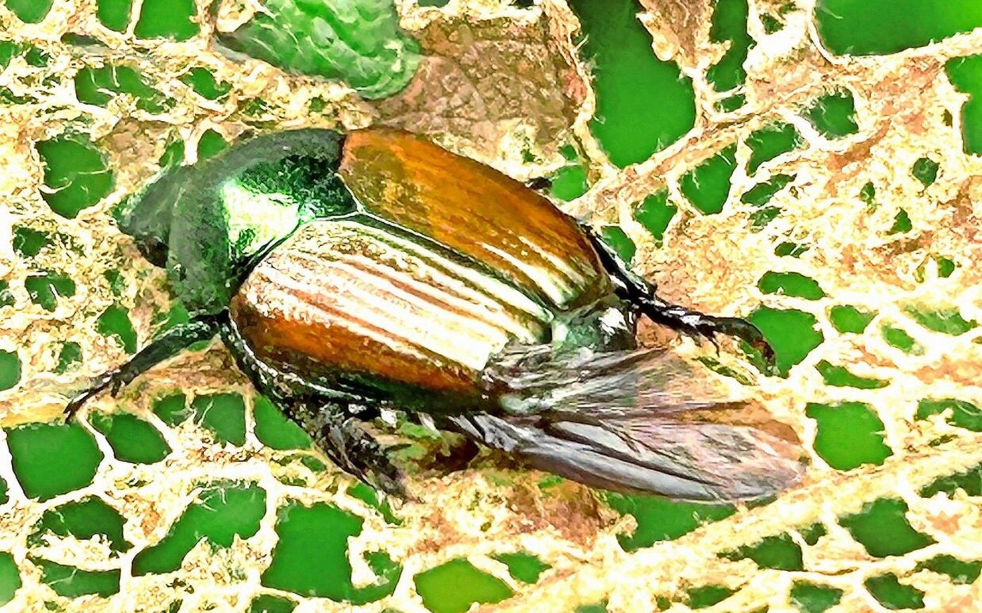 Japankäfer auf einem Rebenblatt. 