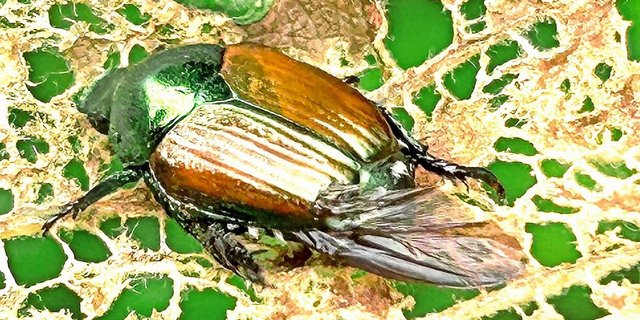 Japankäfer auf einem Rebenblatt. 