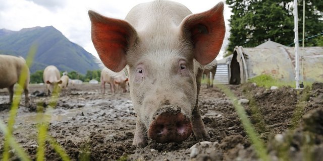 Die Migros will ab spätestens 2025 nur noch Fleisch von Tieren einkaufen, deren Haltung BTS- und RAUS-Bedingungen genügen. Für Schweine wird die Verschärfung voraussichtlich schon ab 2022 wirksam. (Bild Pixabay)