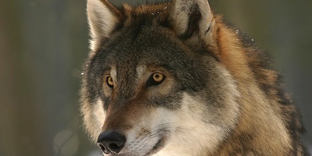 Der Wolf hat zugeschlagen und sieben Schafe gerissen. (Symbolbild Pixabay)