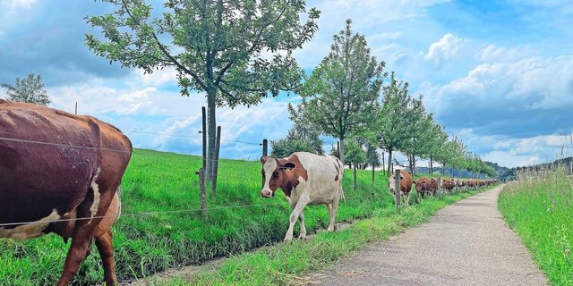 Ohne Kraftfutter: Burgrain-Milchviehherde marschiert von der Weide in den Stall zum Melken.