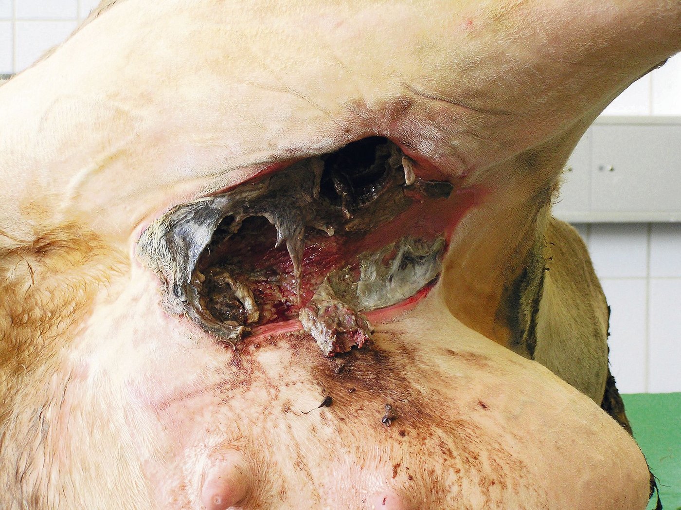 Tiefgreifende Gewebeveränderungen zwischen Euter und Innenschenkel (aufgenommen am liegenden Tier mit abgehaltenem Bein). (Bild U. Bleul, Vetsuisse-Fakultät Zürich)